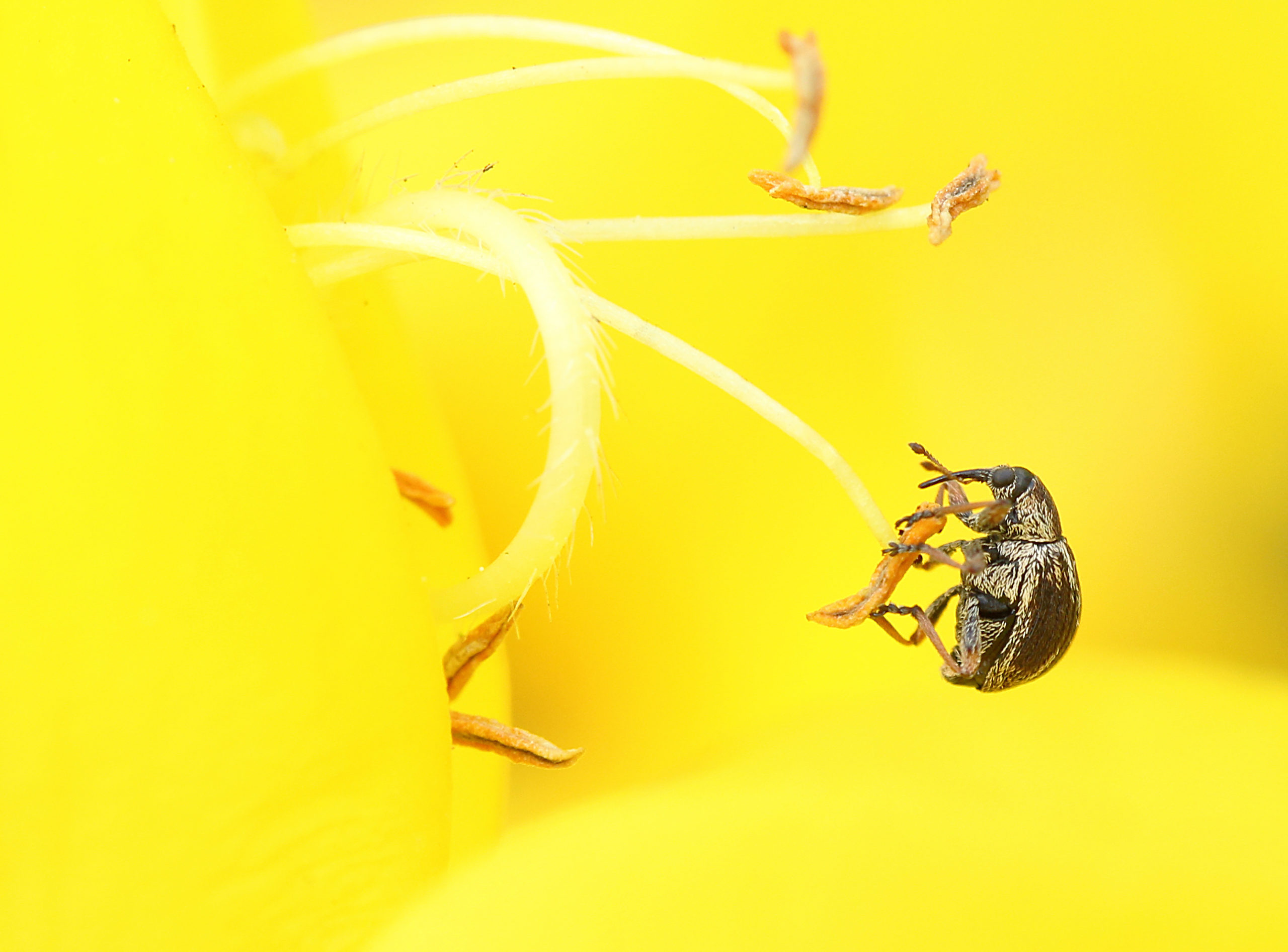 Broom weevil, Exapion fuscirostre, on a yellow flower